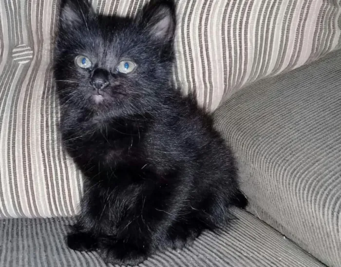 Gato raça Siamês misturado  idade 2 a 6 meses nome Mel , Lis e Pantera 