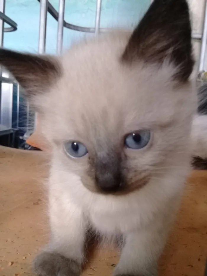 Gato raça Siamês misturado  idade 2 a 6 meses nome Mel , Lis e Pantera 