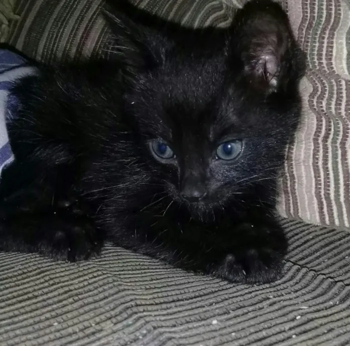 Gato raça Siamês misturado  idade 2 a 6 meses nome Mel , Lis e Pantera 