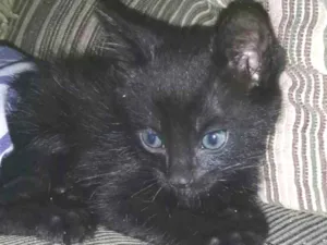 Gato raça Siamês misturado  idade 2 a 6 meses nome Mel , Lis e Pantera 