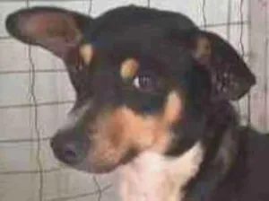 Cachorro raça SRD-ViraLata idade 2 a 6 meses nome Goda
