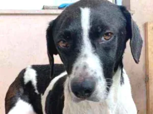 Cachorro raça SRD-ViraLata idade 1 ano nome Mama 