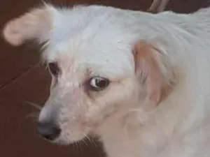 Cachorro raça SRD-ViraLata idade 7 a 11 meses nome Clarinha