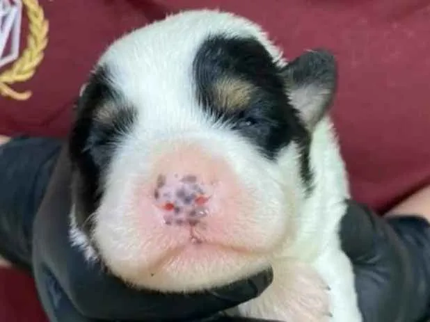 Cachorro ra a SRD-ViraLata idade Abaixo de 2 meses nome Porquinha da índia