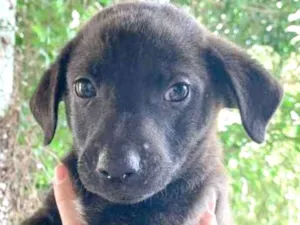 Cachorro raça SRD-ViraLata idade Abaixo de 2 meses nome Shark