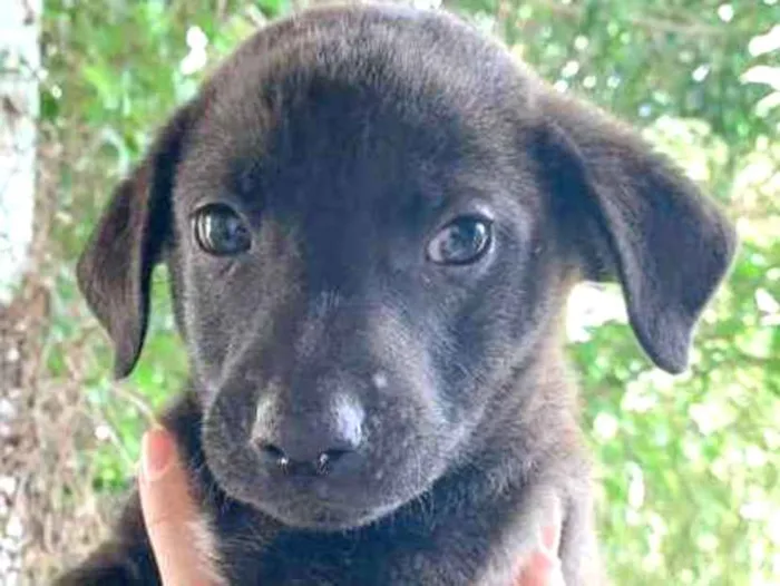 Cachorro ra a SRD-ViraLata idade Abaixo de 2 meses nome Shark