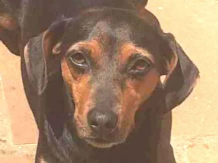 Cachorro ra a SRD-ViraLata idade 7 a 11 meses nome Lyra