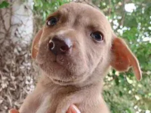 Cachorro raça SRD-ViraLata idade Abaixo de 2 meses nome NUVEM
