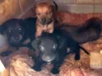 cão