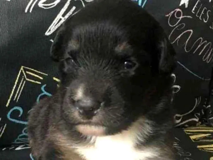 Cachorro ra a SRD-ViraLata idade Abaixo de 2 meses nome Bolinhav
