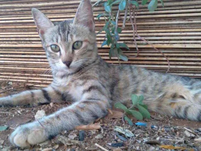 Gato ra a  idade Abaixo de 2 meses nome Não tem nomes