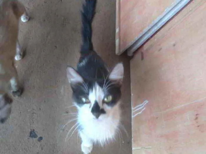 Gato ra a  idade Abaixo de 2 meses nome Não tem nomes