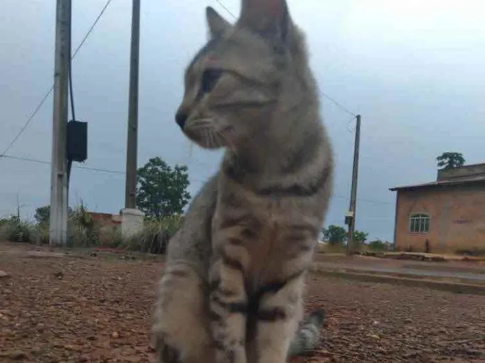 Gato ra a  idade Abaixo de 2 meses nome Não tem nomes