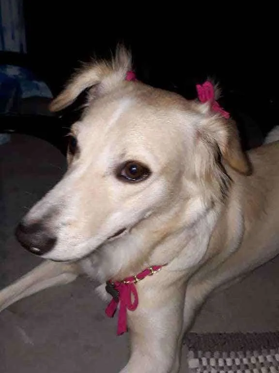 Cachorro raça Rnd idade 1 ano nome Amora