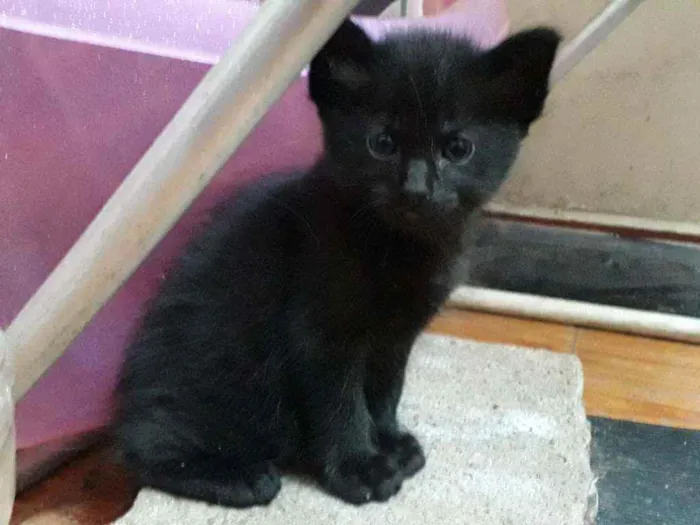 Gato ra a Siamês e vira lata idade Abaixo de 2 meses nome Sem nome