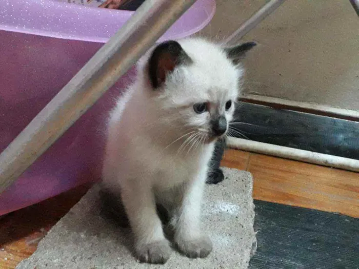 Gato ra a Siamês e vira lata idade Abaixo de 2 meses nome Sem nome