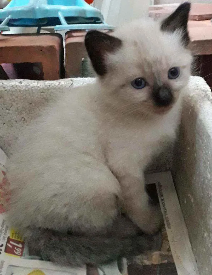 Gato ra a Siamês e vira lata idade Abaixo de 2 meses nome Sem nome
