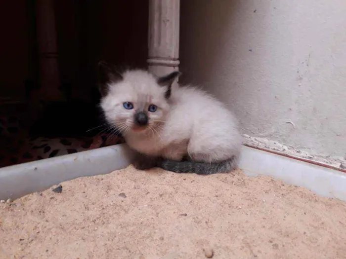 Gato ra a Siamês e vira lata idade Abaixo de 2 meses nome Sem nome