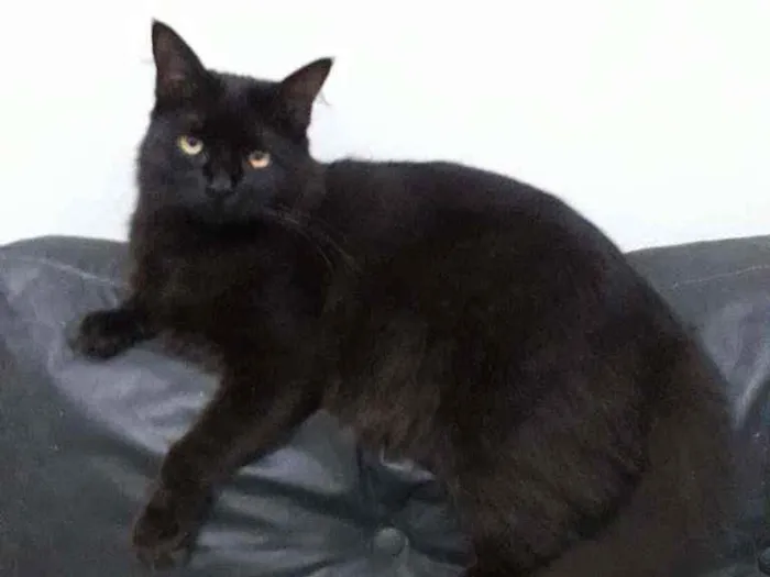 Gato ra a Sem raça definida idade 3 anos nome Batman 