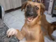 Lilica