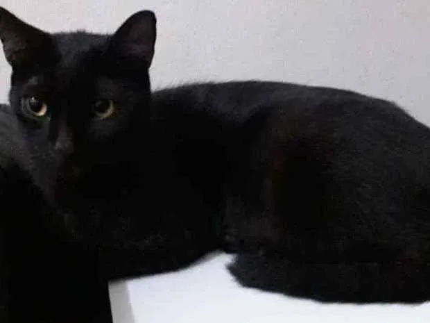 Gato ra a Sem raça definida idade 2 anos nome Robinho