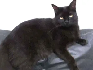 Gato raça Sem raça definida idade 3 anos nome Batman 