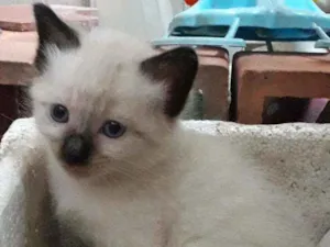 Gato raça Siamês e vira lata idade Abaixo de 2 meses nome Sem nome