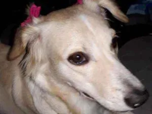 Cachorro raça Rnd idade 1 ano nome Amora