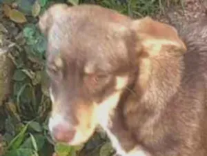 Cachorro raça SRD-ViraLata idade 7 a 11 meses nome Alany