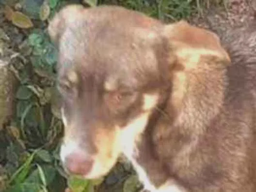 Cachorro ra a SRD-ViraLata idade 7 a 11 meses nome Alany