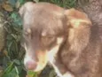 Alany