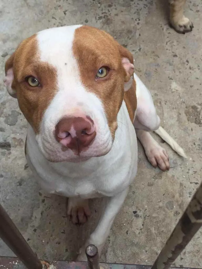 Cachorro ra a Pitbul idade 7 a 11 meses nome Hobbs