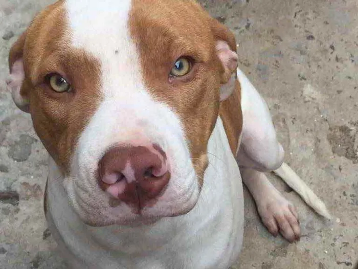 Cachorro ra a Pitbul idade 7 a 11 meses nome Hobbs