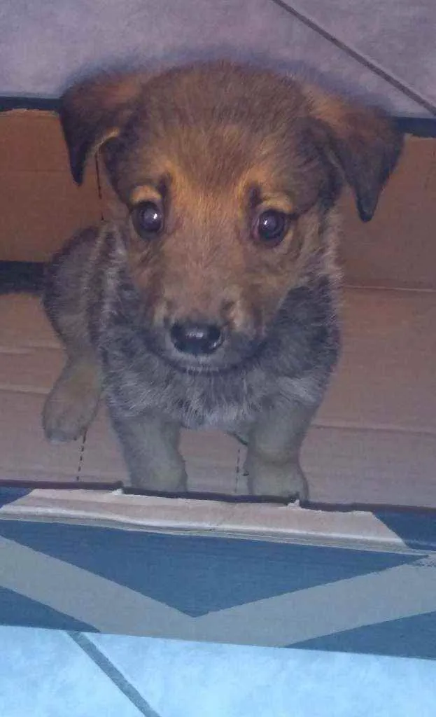 Cachorro ra a Vira lata idade 2 a 6 meses nome Jhorge
