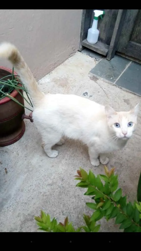 Gato ra a Srd idade 1 ano nome Gaspar
