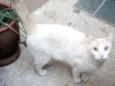 Gaspar