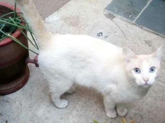 Gato ra a Srd idade 1 ano nome Gaspar