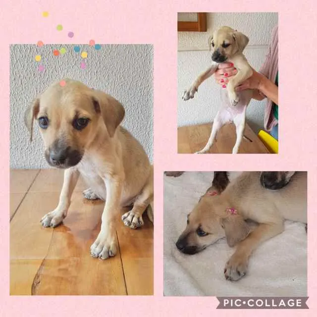 Cachorro ra a SRD-ViraLata idade 2 a 6 meses nome Sem nome