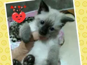 Gato raça Srd idade Abaixo de 2 meses nome Bebe
