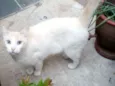 Gaspar