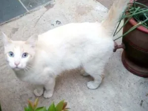 Gato raça Srd idade 1 ano nome Gaspar