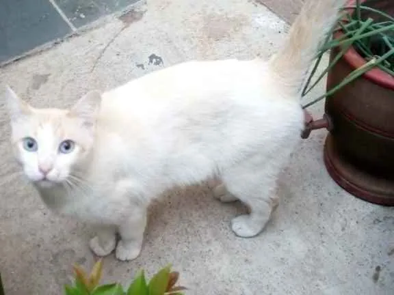 Gato ra a Srd idade 1 ano nome Gaspar