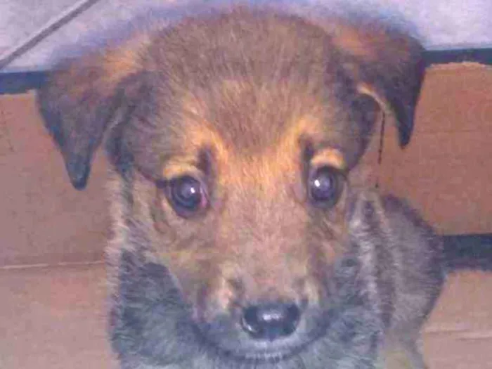 Cachorro ra a Vira lata idade 2 a 6 meses nome Jhorge