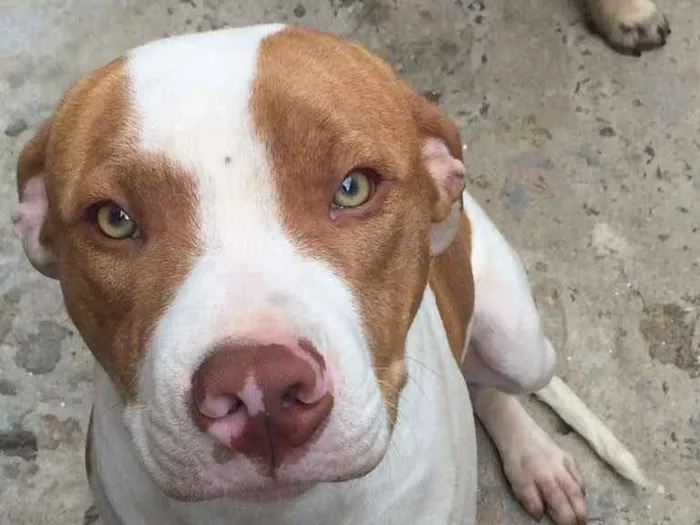 Cachorro ra a Pitbul idade 7 a 11 meses nome Hobbs