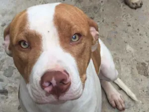 Cachorro raça Pitbul idade 7 a 11 meses nome Hobbs