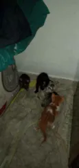 Pequenininhos