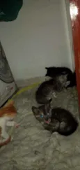 Pequenininhos