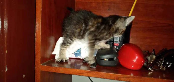 Gato ra a SRD idade Abaixo de 2 meses nome Pequenininhos