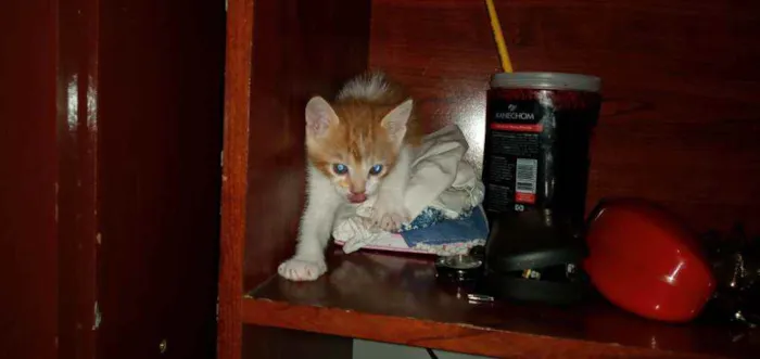Gato ra a SRD idade Abaixo de 2 meses nome Pequenininhos