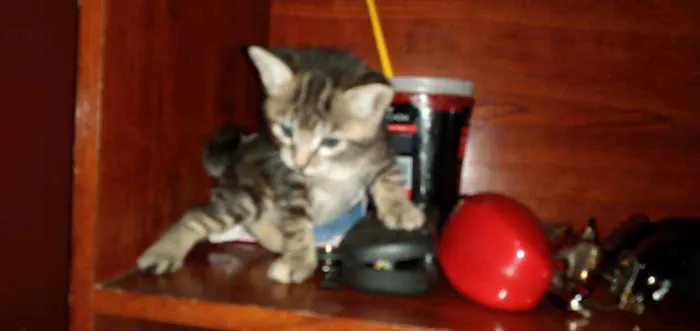 Gato ra a SRD idade Abaixo de 2 meses nome Pequenininhos